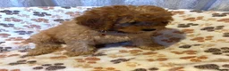 Cavapoo dogs for sale: Cavapoo puppys - Advert 7