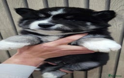 Siberian Husky dogs for sale: ready to go Wooly Siberian Husky - Image 31