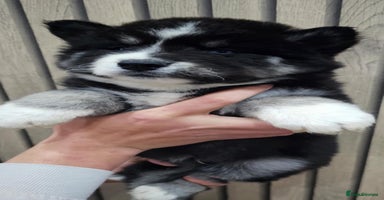 Siberian Husky dogs - Advert 1