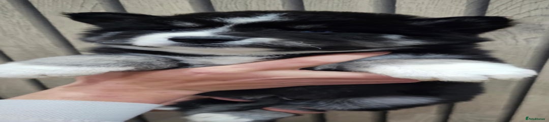 Siberian Husky Puppy 3