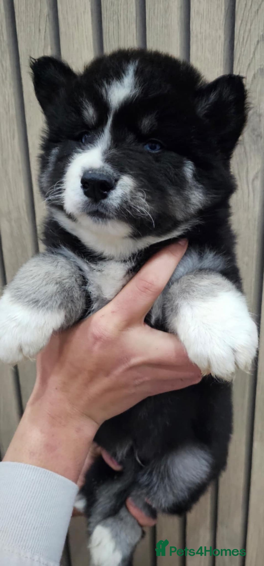 Siberian Husky dogs for sale: ready to go Wooly Siberian Husky - Image 31