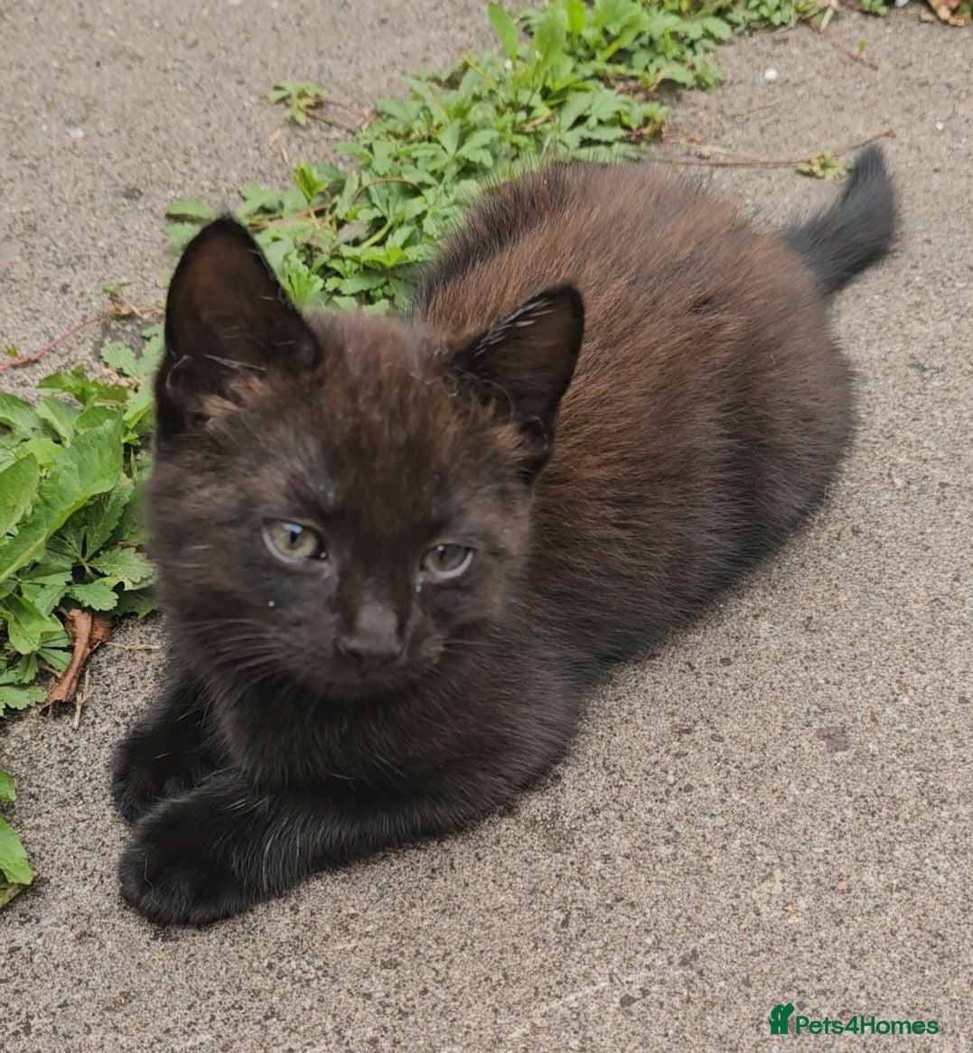 Mixed Breed cats Male kittens - Advert 2