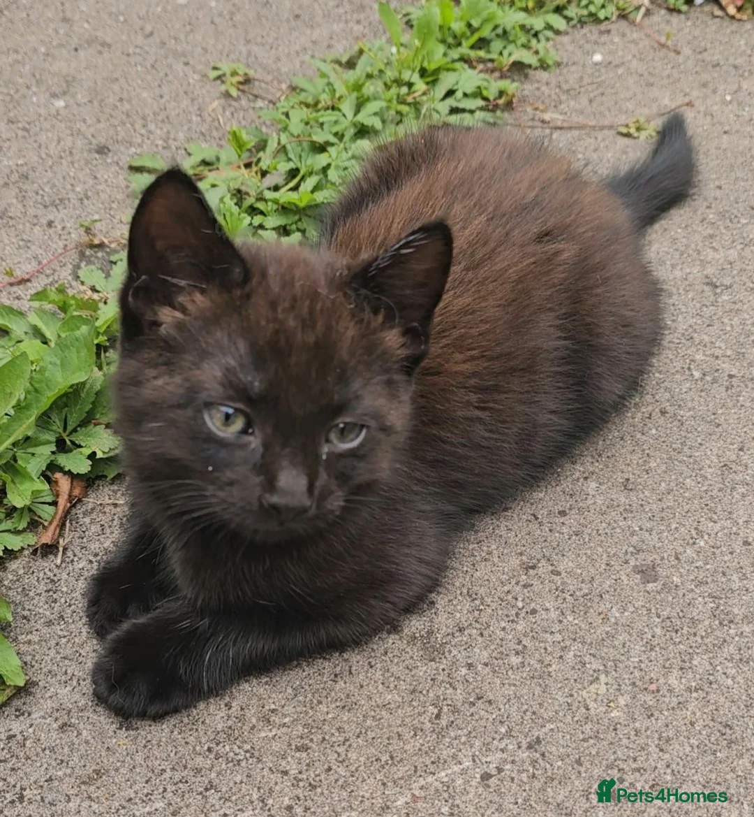 Mixed Breed cats for sale: Male kittens - Advert 1