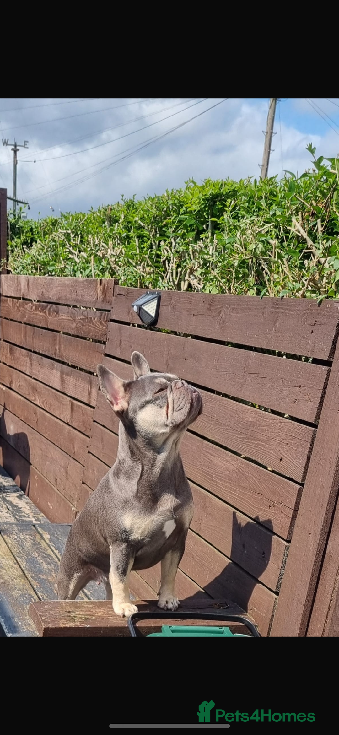 French Bulldog dogs for sale: French bull dog - Image 4