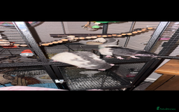 Rat rodents for sale: 5 friendly male rats with cage - Image 2