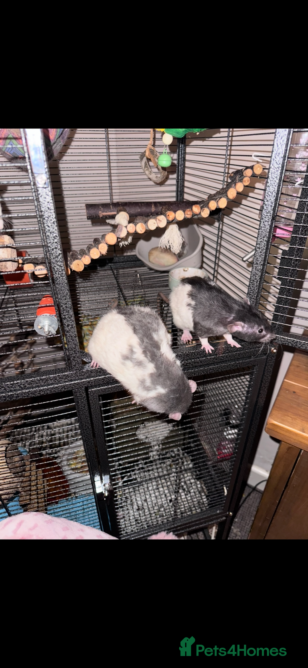 Rat rodents for sale: 5 friendly male rats with cage - Image 2