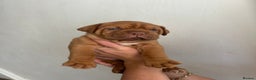 Dogue De Bordeaux dogs for sale: 2 BITCHES!LEFTFULL PEDIGREE 🦁 dogue de Bordeaux  - Advert 35