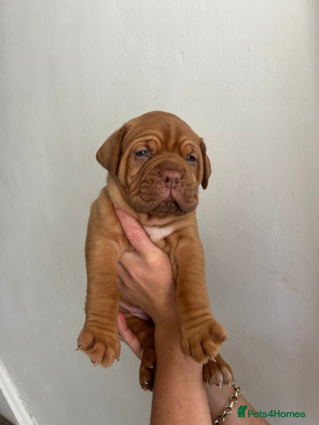 Dogue De Bordeaux dogs for sale: 2 BITCHES!LEFTFULL PEDIGREE 🦁 dogue de Bordeaux  - Advert 35