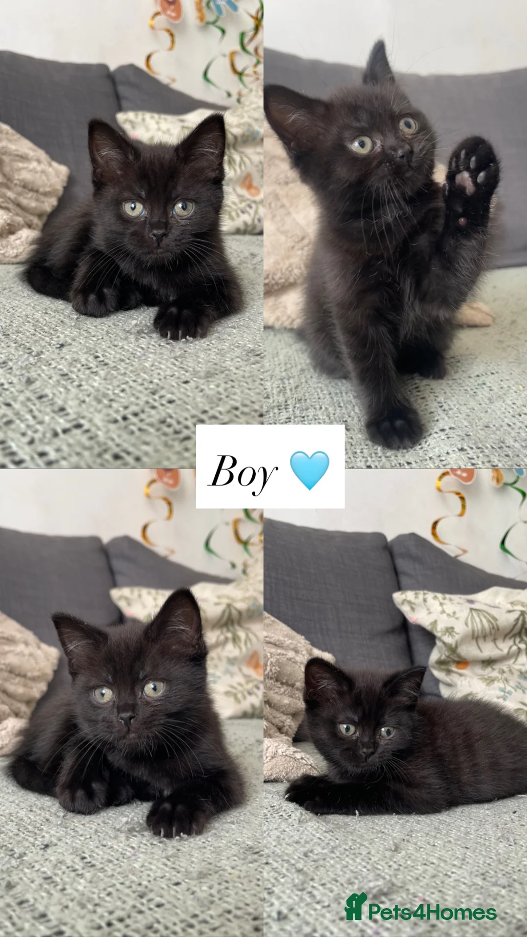 British Shorthair cats for sale: Beautiful British kittens 🐈‍⬛  - Advert 2