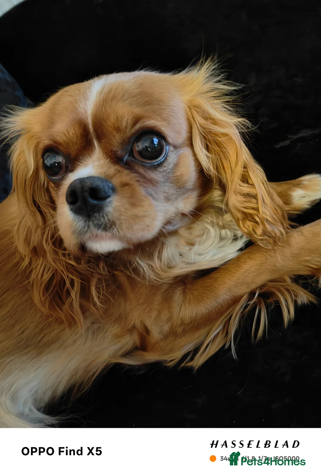 Cava Tzu dogs for sale: CAVA TZU FOR SALE - Advert 22