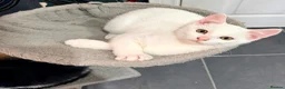 Mixed Breed cats for sale: Kittens for sale - Advert 5