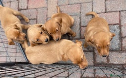 Labrador Retriever dogs for sale: Health Tested Working Labradors  - Image 19