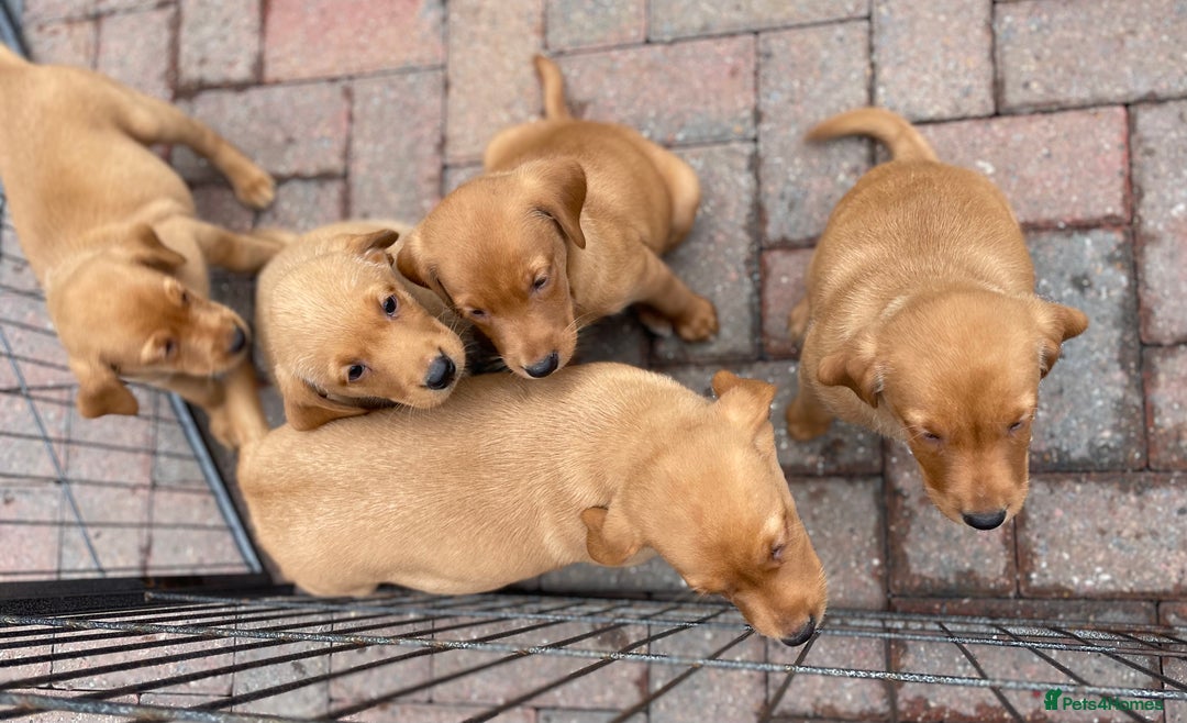 Labrador Retriever dogs for sale: Health Tested Working Labradors  - Image 19