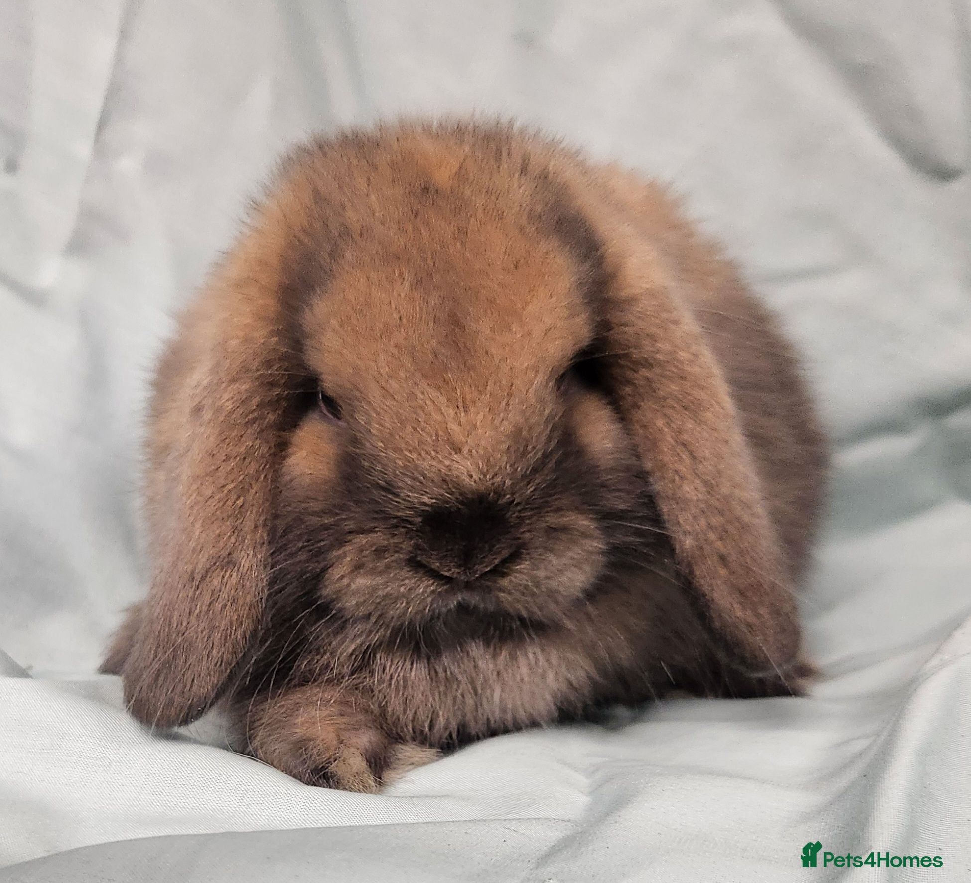Mini Lop rabbits Mini lops ready from the 7th of August  - Advert 11