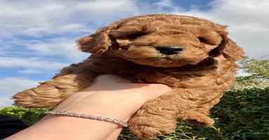 Cockapoo dogs - Advert 13