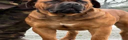 Boerboel dogs for sale: STUNNING NABBR REGISTERED GIRLS.  - Advert 22