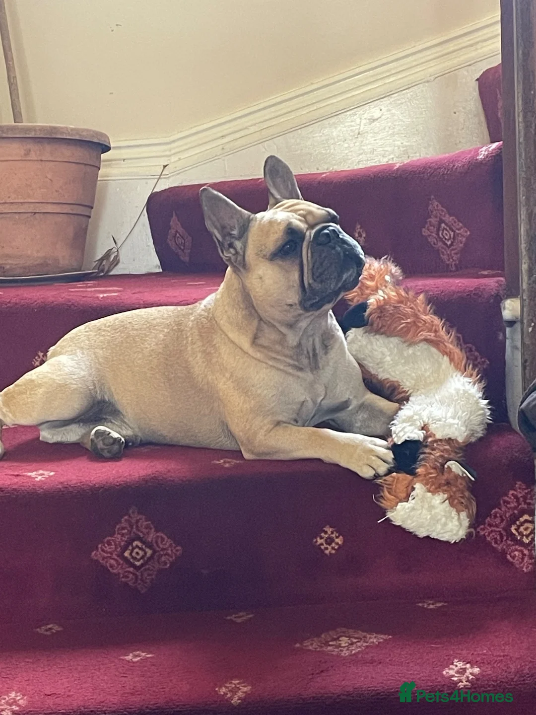 French Bulldog dogs for stud: Seashore Rocks - Advert 1