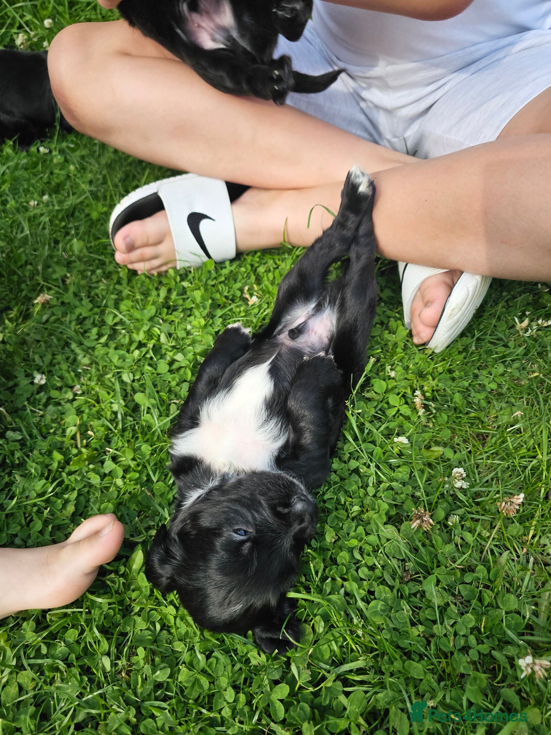Sprocker dogs for sale: 2 black males !!! 😍 Beautifully marked sprocker! - Image 30