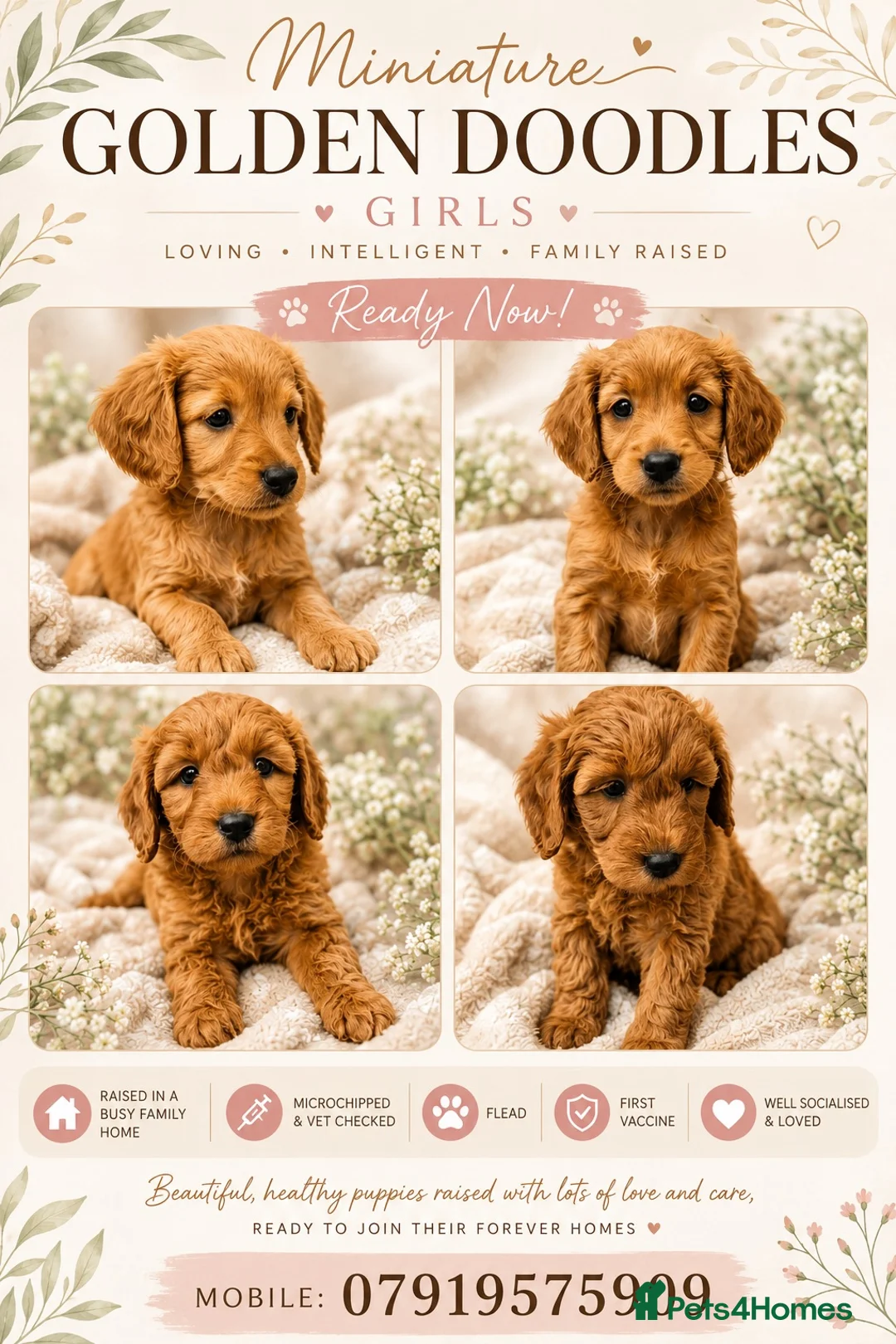 Golden Retriever dogs for sale: Field retriever x miniature poodle  - Advert 1