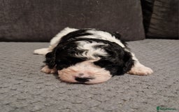 Cavapoo dogs for sale: Stunning Unique cavapoo litter  - Image 13