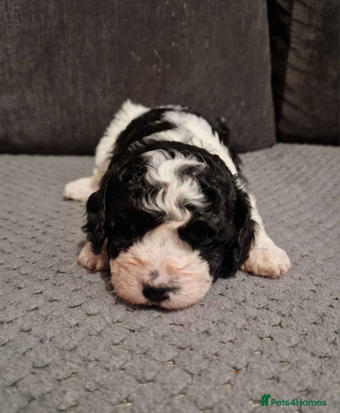 Cavapoo dogs for sale: Stunning Unique cavapoo litter  - Image 13