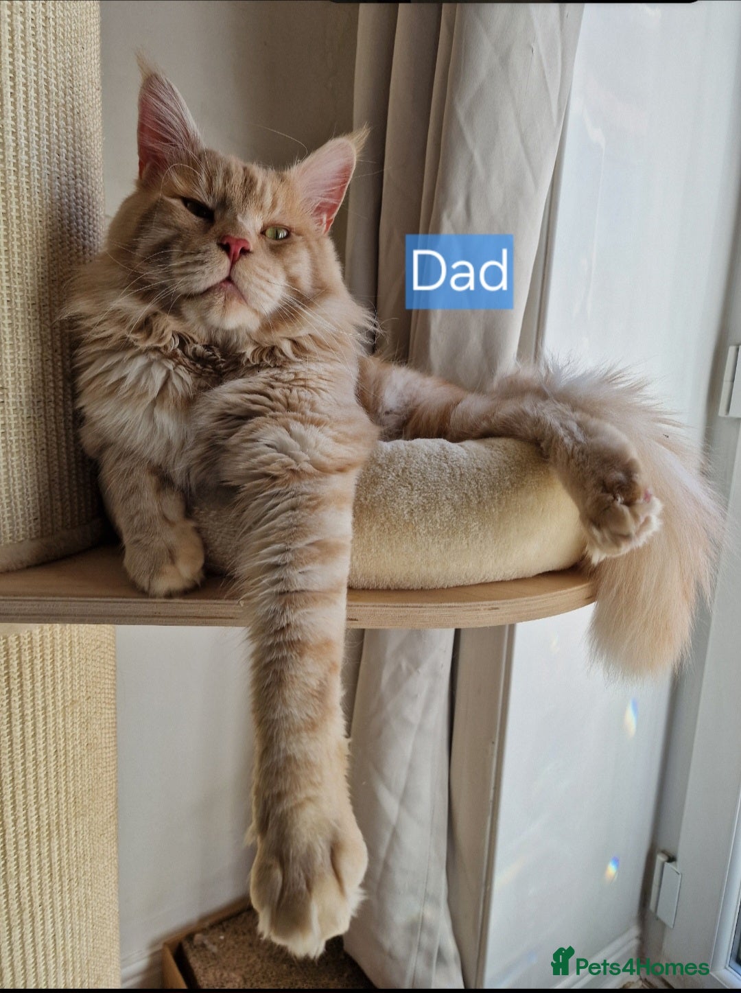 Maine Coon cats for sale: 4 mainecoon kittens looking for home in Bury - Advert 24