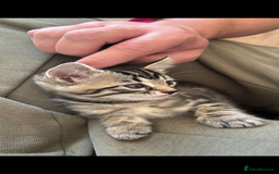 Bengal cats for sale: Bengal x - Image 5