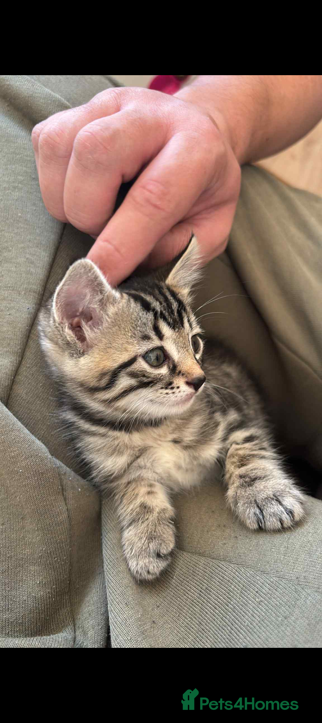 Bengal cats for sale: Bengal x - Image 5