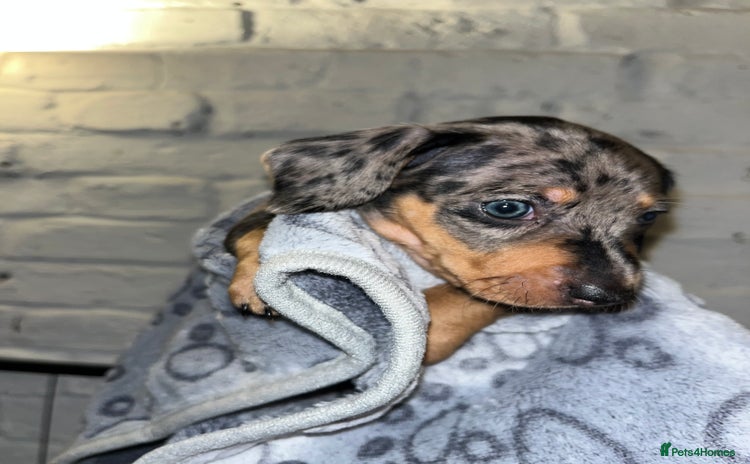 Miniature Dachshund dogs - Advert 6