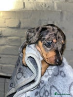 Miniature Dachshund dogs - Advert 1