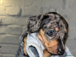 Miniature Dachshund dogs - Advert 12