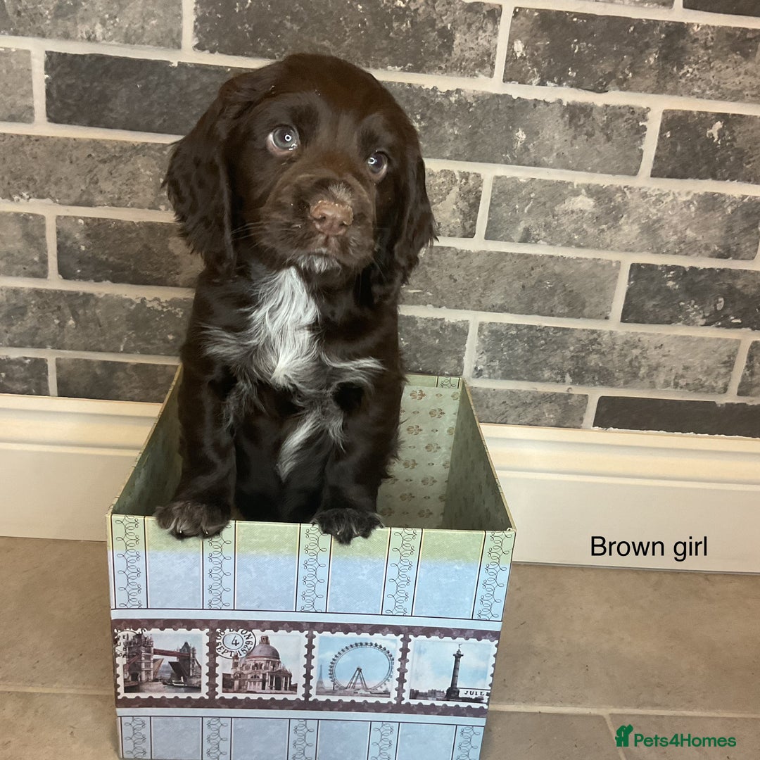 Cocker Spaniel dogs for sale: Hereditary clear working cocker spaniel - Advert 10
