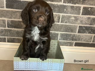 Cocker Spaniel dogs Hereditary clear working cocker spaniel - Advert 10