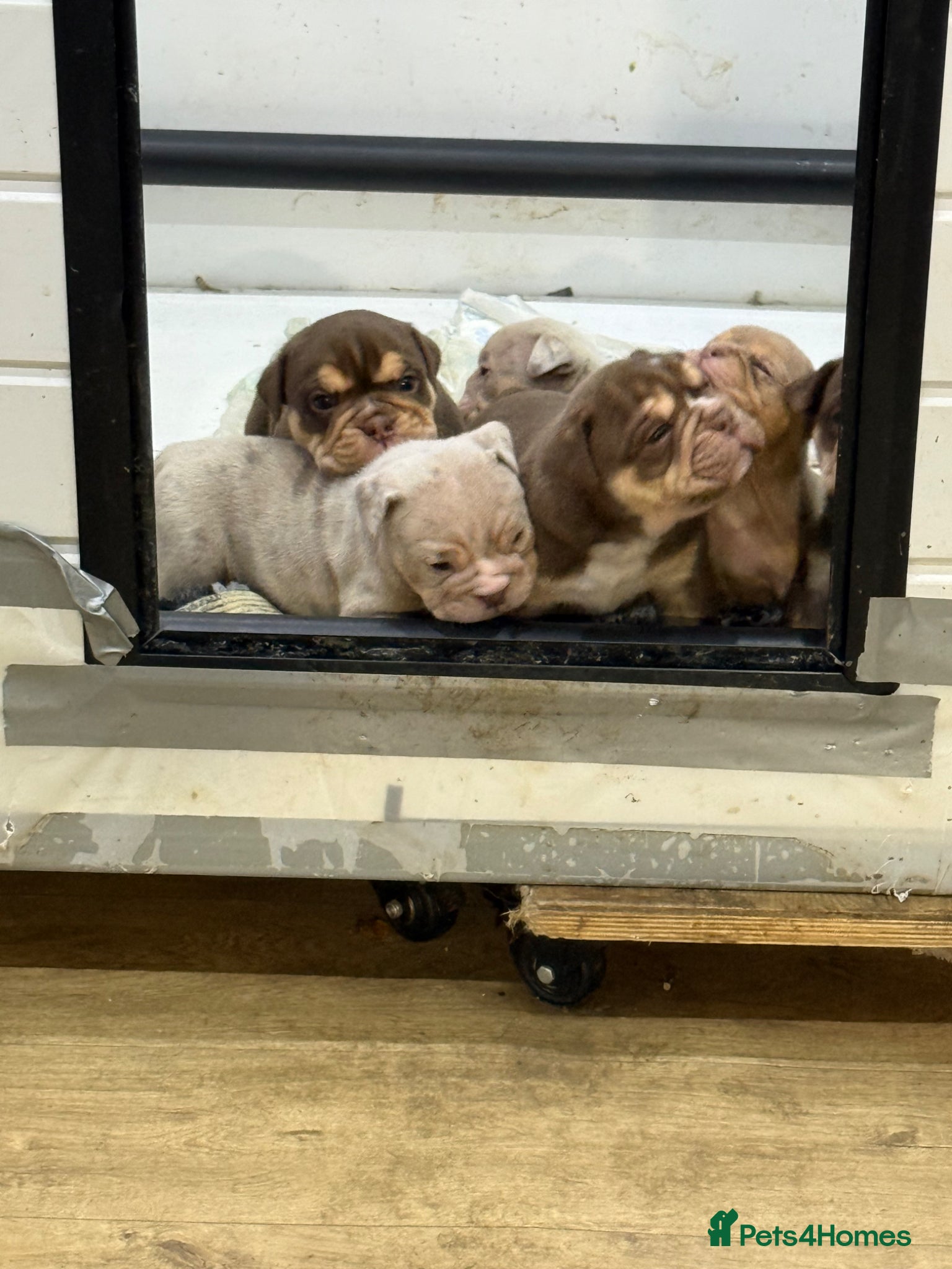 English Bulldog dogs 3 Gorgeous Boys and 3 Beautiful girls available  - Advert 1
