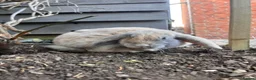 French Lop rabbits for sale: 2 male lops  in Catterick Garrison - Advert 2