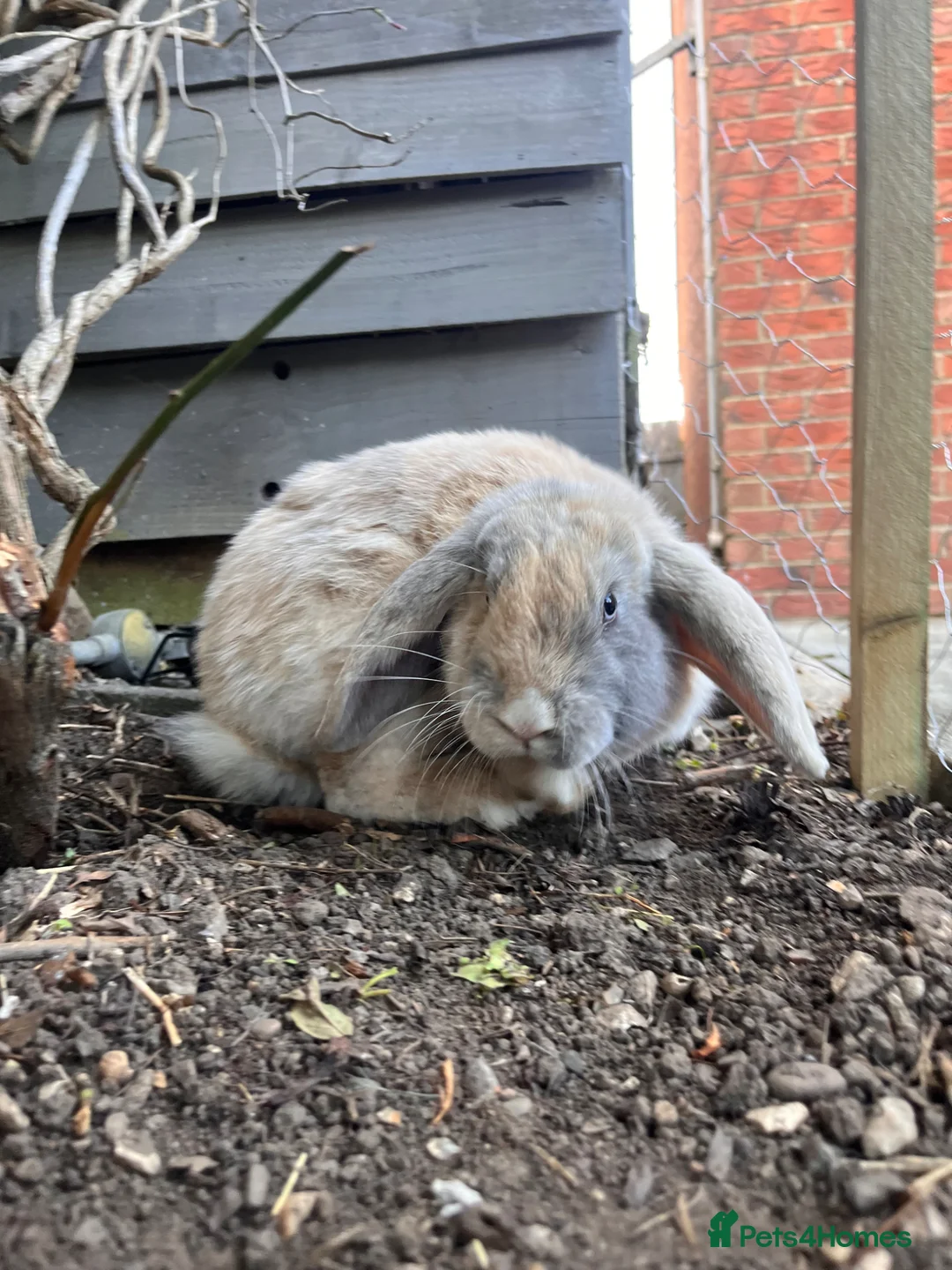 French Lop rabbits for sale: 2 male lops  in Catterick Garrison - Advert 2