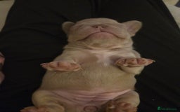 French Bulldog dogs for sale: Isabella & lilac & tan chunky frenchies - Advert 3