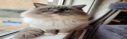Ragdoll cats for sale: Stunning Purebred Ragdoll Kittens - Advert 8