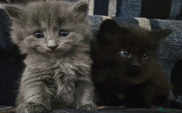Mixed Breed cats for sale: Kittens for sale  - Image 3