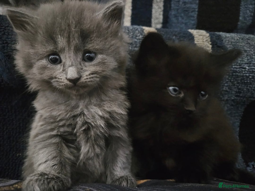 Mixed Breed cats for sale: Kittens for sale  - Image 3