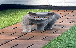 British Shorthair cats for sale: Two British short hair cats for sale - Image 6