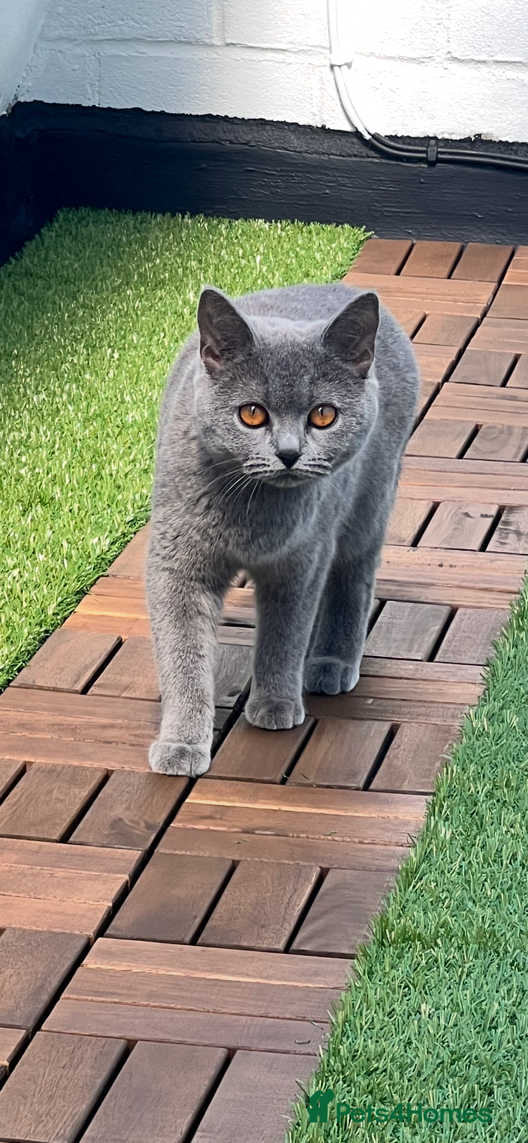 British Shorthair cats for sale: Two British short hair cats for sale - Image 6