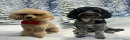 Cockapoo dogs for stud: Stud  in Gravesend - Advert 4