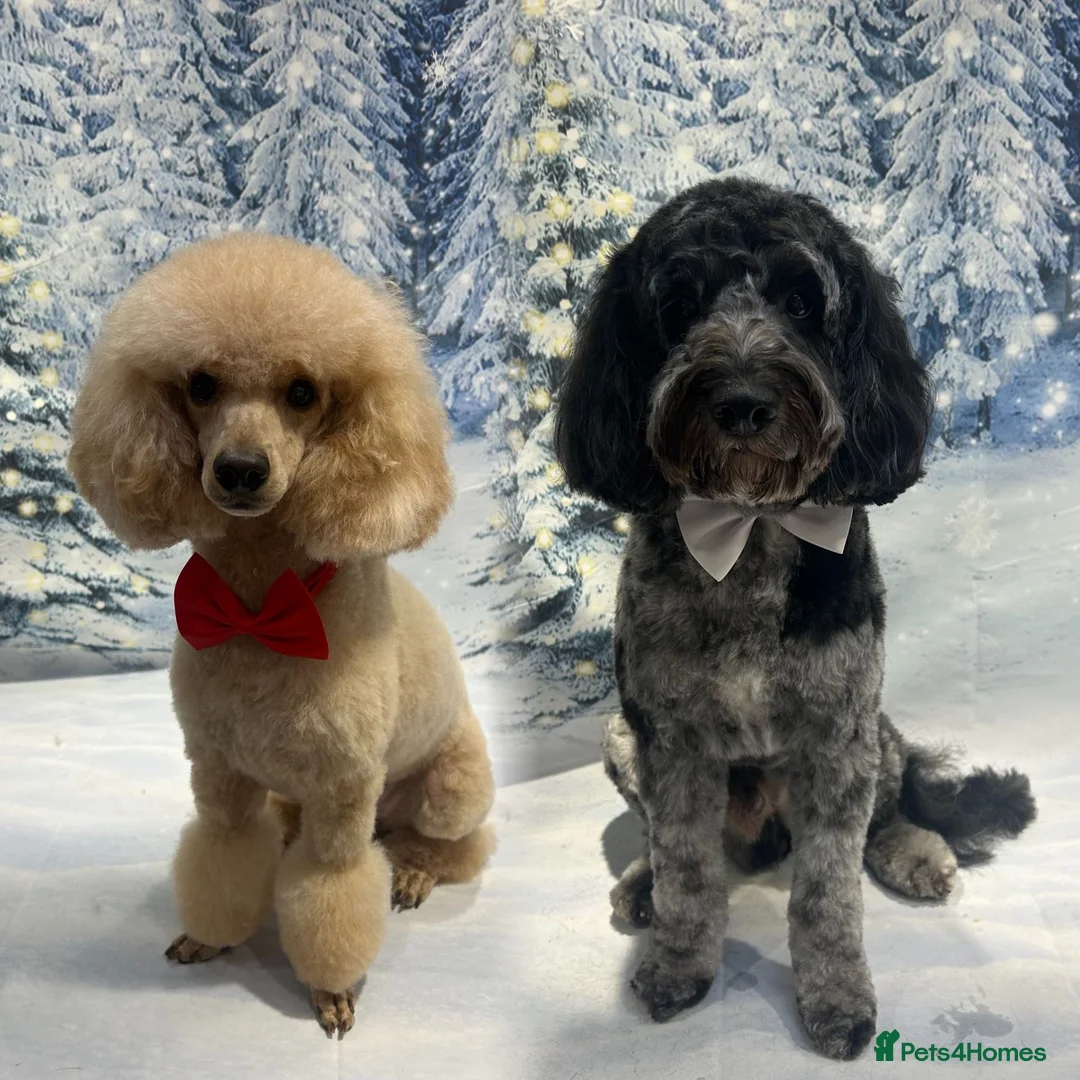 Cockapoo dogs for stud: Stud  in Gravesend - Advert 4