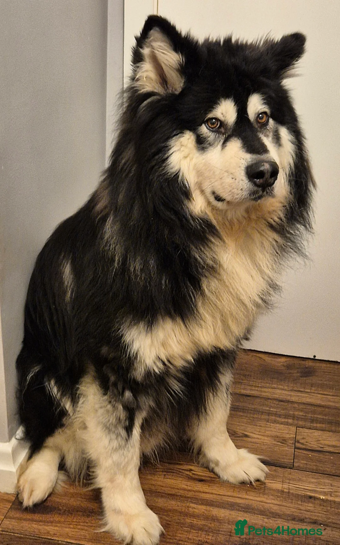 Alaskan Malamute dogs for stud: KC registered alaskan malamute for stud - Advert 5