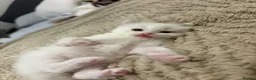 Ragdoll cats for sale: (ONLY 1 LEFT) Cuddly ragdoll kittens  - Advert 8