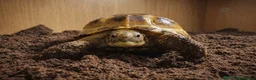 Tortoise reptiles for sale: BABY HORSFIELDS AND SET UPS READY NOW!! - Advert 3