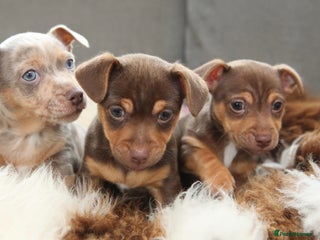 Jack Russell dogs - Advert 14