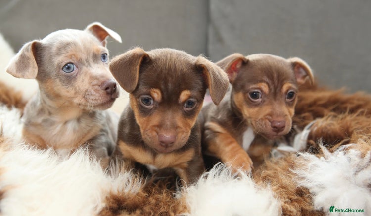 Jack Russell dogs - Advert 1