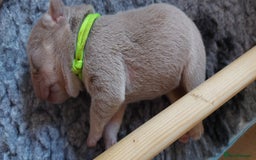 French Bulldog dogs for sale: KC Registered French Bulldog Puppies - Image 10